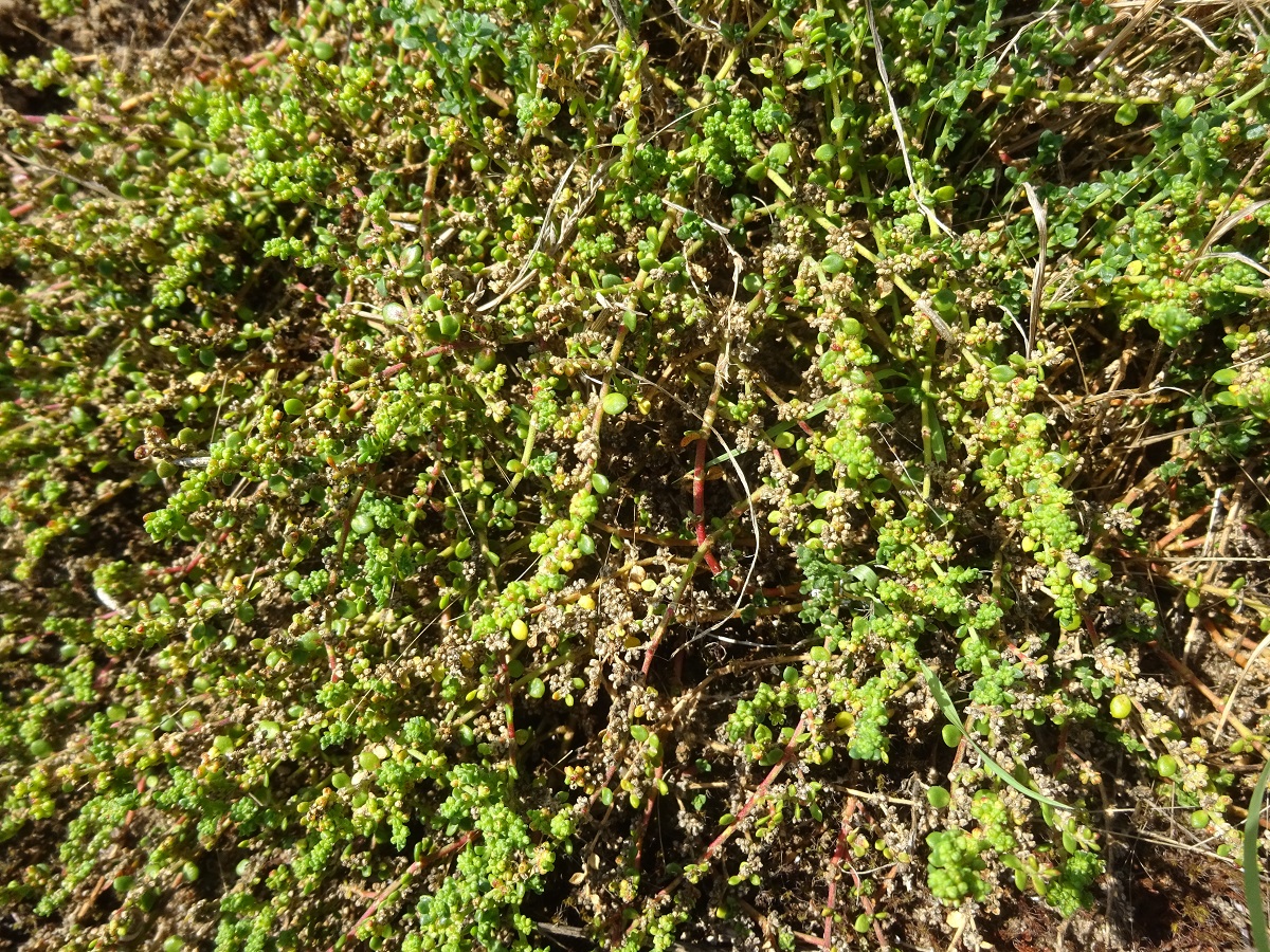 Herniaria ciliolata subsp. robusta (Caryophyllaceae)